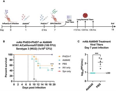 Human monoclonal antibodies protect against viral-mediated pneumococcal superinfection